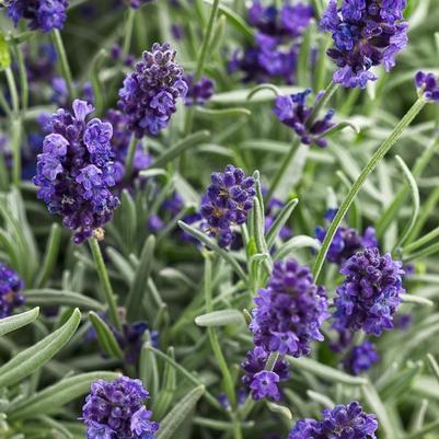 Lavandula angustifolia Sweet Romance®