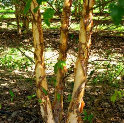 Betula nigra Dura Heat®