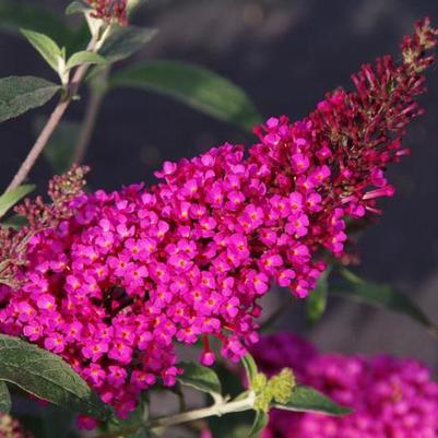 Buddleia davidii Buzz™ Hot Raspberry