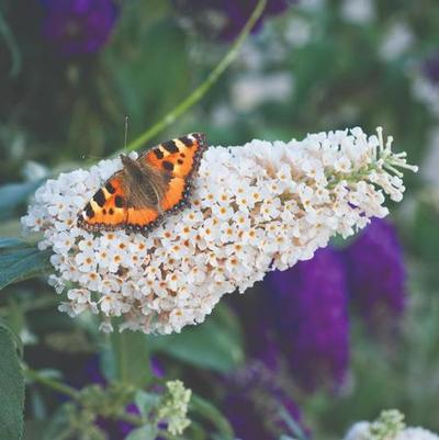 Buddleia davidii Buzz® Ivory