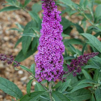 Buddleia davidii Buzz® Magenta Improved