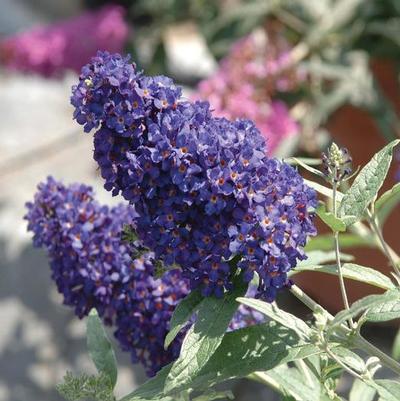 Buddleia davidii Buzz® Midnight