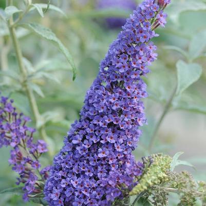 Buddleia davidii Buzz® Sky Blue