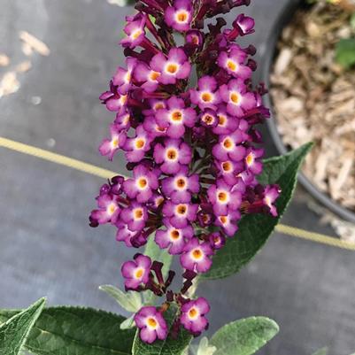 Buddleia Blueberry Pie™