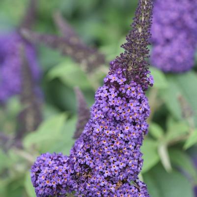 Buddleia Pugster Blue®