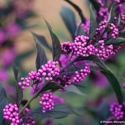 Callicarpa Pearl Glam®