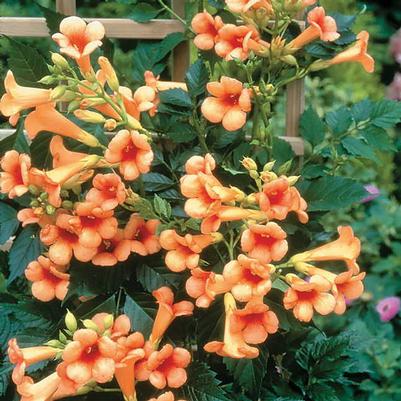 Campsis x tagliabuana Indian Summer®