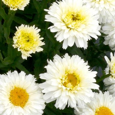 Leucanthemum x superbum Macaroon