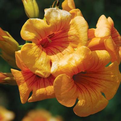 Campsis x tagliabuana Summer Jazz™ Sunrise Gold