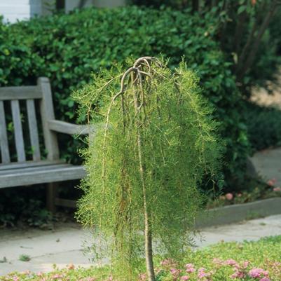 Caragana arborescens pendula Walker