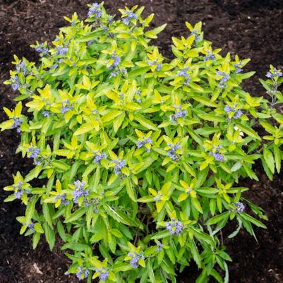 Caryopteris x clandonensis Beekeeper™ 