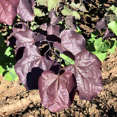 Cercis canadensis Midnight Express®