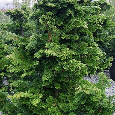 Chamaecyparis obtusa Well's Special