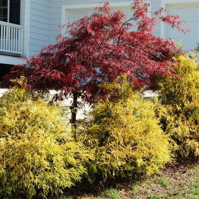 Chamaecyparis pisifera Golden Mop