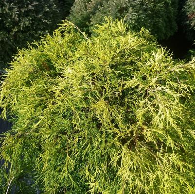 Chamaecyparis pisifera filifera Sungold