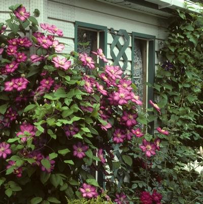 Clematis Bee's Jubilee