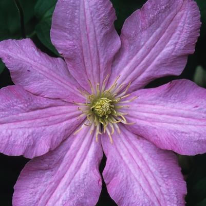 Clematis Comtesse De Bouchard