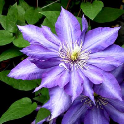 Clematis Daniel Deronda