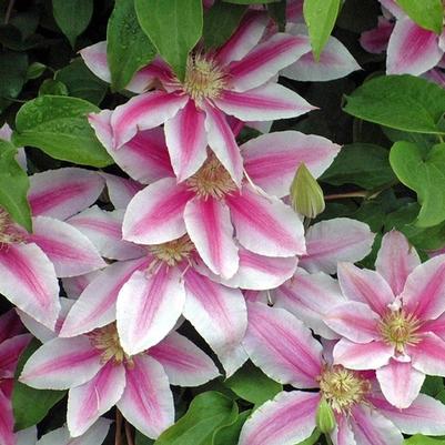 Clematis Doctor Ruppel