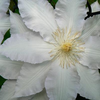 Clematis Gillian Blades