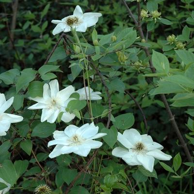 Clematis Guernsey Cream