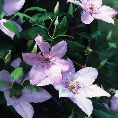 Clematis Hagley Hybrid ('Pink Chiffon')