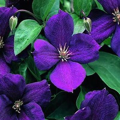 Clematis jackmanii Superba