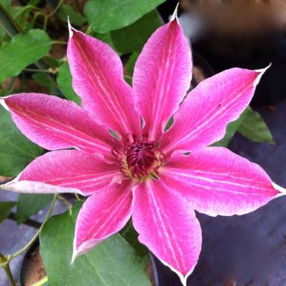 Clematis Lincoln Star