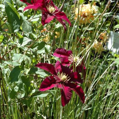 Clematis Niobe