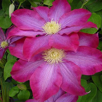 Clematis Pink champagne