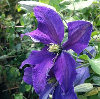 Clematis Rhapsody