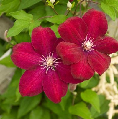 Clematis Rouge Cardinal