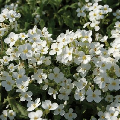 Arabis caucasica Snowcap