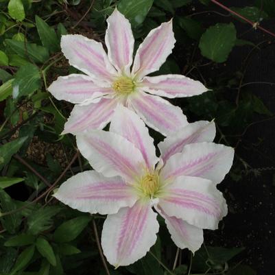 Clematis Vancouver™ Cotton Candy