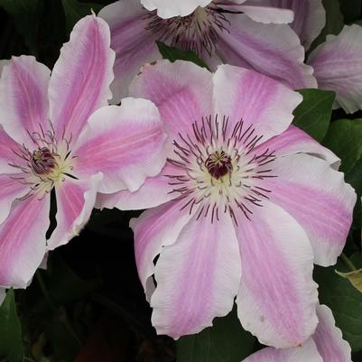 Clematis Vancouver™ Mystic Gem