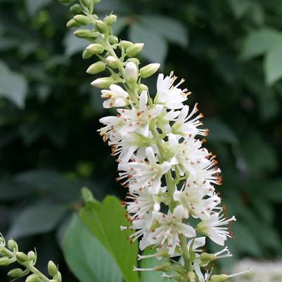 Clethra alnifolia Sugartina®