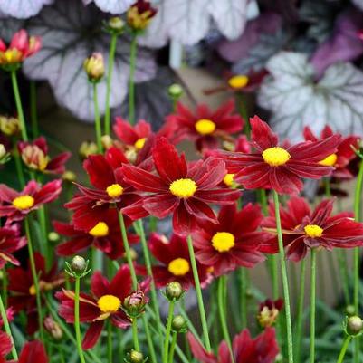 Coreopsis L'il Bang™ Red Elf