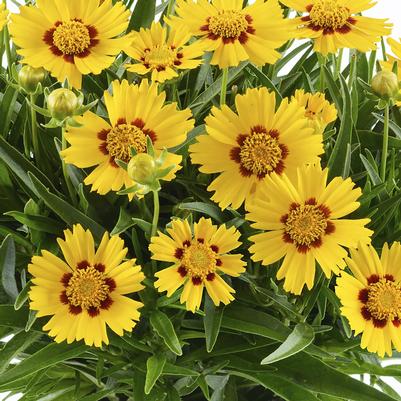 Coreopsis grandiflora Solanna™ Bright Touch