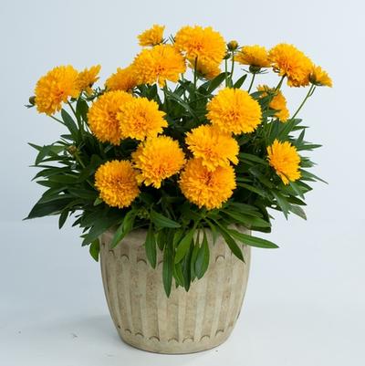 Coreopsis grandiflora Solanna™ Golden Sphere