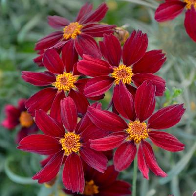 Coreopsis Permathread™ Red Satin