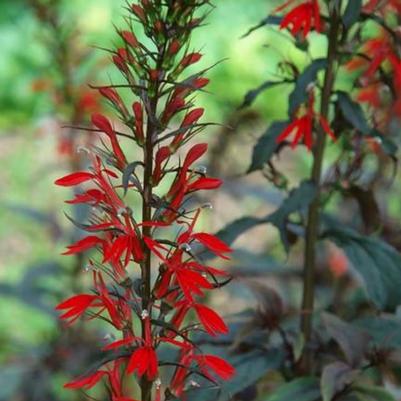 Lobelia cardinalis Black Truffle