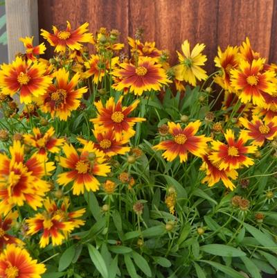 Coreopsis UpTick™ Gold & Bronze