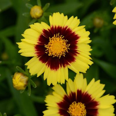 Coreopsis UpTick™ Yellow & Red