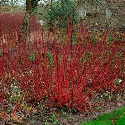 Cornus alba Little Rebel®