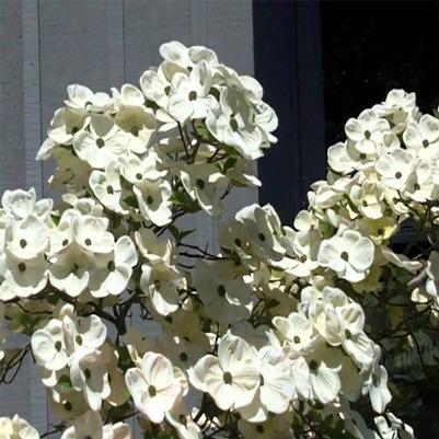 Cornus nuttallii x florida Eddie's White Wonder