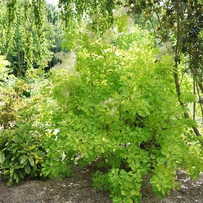 Cotinus coggygria Winecraft Gold®