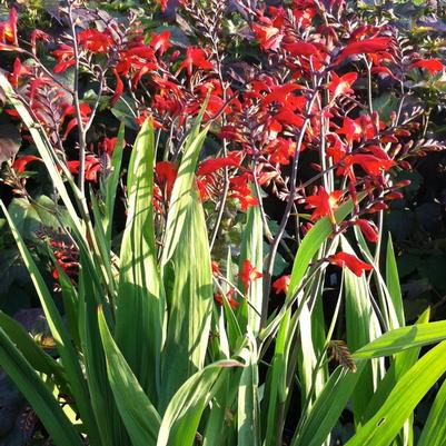 Crocosmia Emberglow