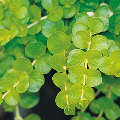 Lysimachia nummularia Goldilocks