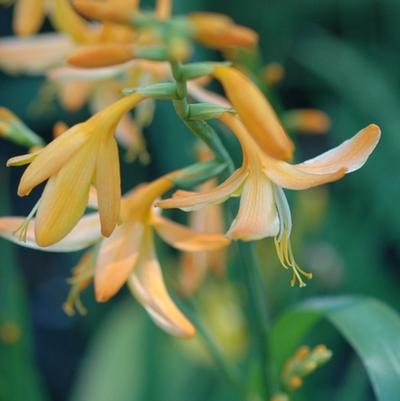 Crocosmia x crocosmiiflora George Davidson