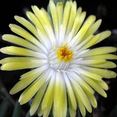 Delosperma cooperi Jewel of Desert Peridot